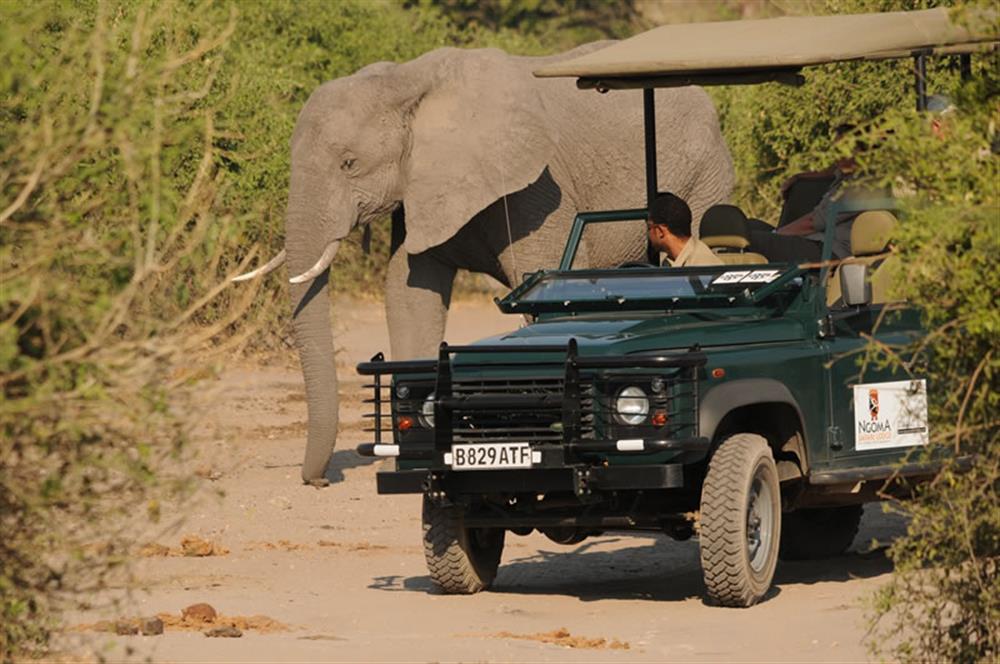 Ngoma Safari Lodge